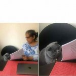 Cat checking homework meme