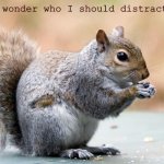 Thinking Squirrel | Hmm...I wonder who I should distract today? | image tagged in thinking squirrel,memes | made w/ Imgflip meme maker