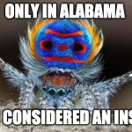 Spiders are Insects in Alabama | ONLY IN ALABAMA; AM I CONSIDERED AN INSECT | image tagged in peacock spider | made w/ Imgflip meme maker
