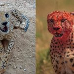 Happy Cheetah Bloody Cheetah meme