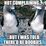 I was told... | NOT COMPLAINING... ...BUT I WAS TOLD THERE'D BE BOOBIES. | image tagged in blue footed boobies | made w/ Imgflip meme maker