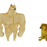 Swole doge and cheems