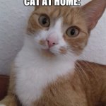 Awkward cat at home | "WE HAVE A CAT AT HOME"; CAT AT HOME: | image tagged in awkward cat,funny cat memes,i love cats,cats are awesome,caturday | made w/ Imgflip meme maker