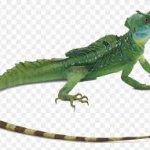 Lizard