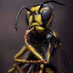 Perplexed murder hornet