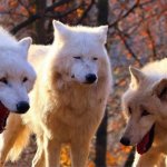 smiling wolves