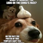 Onion Corgi | WHAT'S FUNNIER? THE LOOK ON THE CORGI'S FACE? OR THE FACT THE POSTER OF THIS TEMPLATE CAN'T TELL ONIONS AND GARLIC APART? | image tagged in onion corgi | made w/ Imgflip meme maker