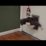 Cat Sticking Head Through Doggy Door