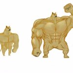 Swole doge vs. Macho doge meme