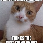The most beautiful cat in the world | GORGEOUS CAT WITH THE MOST BEAUTIFUL FACE; THINKS THE BEST THING ABOUT HER IS HER BUTTHOLE | image tagged in awkward cat,funny cat memes,beauty,cute cat,cat weekend,butthole | made w/ Imgflip meme maker