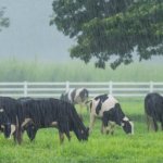 Cows in da rain