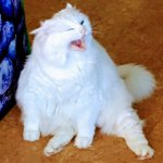 Yelling White Cat