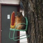 squirrel chonks