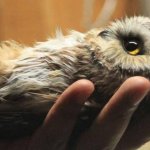 Baby owl in hand