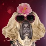 bitch | image tagged in bitch,dogs,lady,wig,dog,bra | made w/ Imgflip meme maker