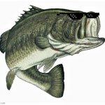 McGerkFish65 Bass