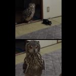 Upset Owl