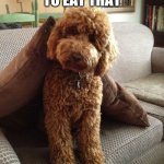ETC... | R U GONG TO EAT THAT | image tagged in labradoodle | made w/ Imgflip meme maker