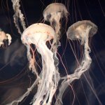 JellyFish AOC