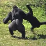 gorilla throwing another gorilla meme