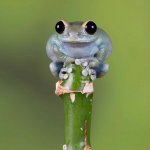 Cute Baby Frog