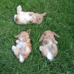 Cute Bunnies