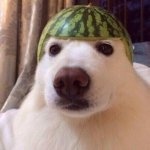 Melon Helmet Dog meme