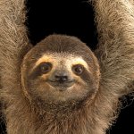 Keep Calm and Hang with a Sloth