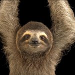 Hang with a Costa Rican Sloth meme