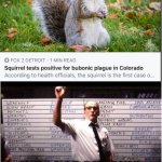 Who ha | WHO HAD BUBONIC SQUIRRELS FOR JULY? | image tagged in ok who had | made w/ Imgflip meme maker