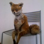 bad taxidermy fox