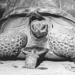 tortoise