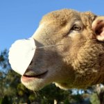 Sheep Wearing Mask meme