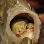 Fish tongue isopod parasite