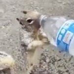 Thirst squirrel