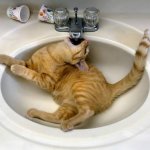 Cat drinking water meme