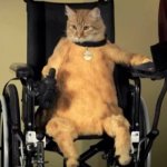 Wheelchair cat meme
