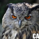 Mr Owl is not interested | image tagged in who cares,owl | made w/ Imgflip meme maker