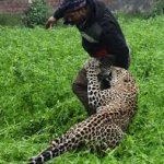 ATTACKING LEOPARD