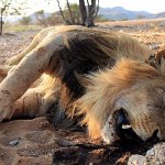 dead lion