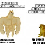 Doggo and cheems | DOGGOS AFTER HUMANS DOMESTICATED THEM; DOGGOS BEFORE HUMANS DOMESTICATED THEM; MY OWNER MADE ME GO VEGAN :(; WE HUNT DOWN AND KILL GIANT BUFFALOS IN GROUPS | image tagged in doggo and cheems,dogs | made w/ Imgflip meme maker