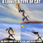 Dont worry, cats can land on all fours, i am a dog person though | A LION IS A TYPE OF CAT; WE MUST NOW TEST IF HE CAN LAND ON ALL FOURS | image tagged in lion being yeeted,cat lands on all fours,cat,lion king | made w/ Imgflip meme maker