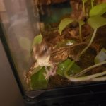 Hecko Gecko meme