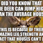 It’s the truth | DID YOU KNOW THAT SOME DEER CAN JUMP HIGHER THAN THE AVERAGE HOUSE? THIS IS BECAUSE OF THEIR AMAZING LEG STRENGTH AND THE FACT THAT HOUSES CAN’T JUMP! | image tagged in deer meme | made w/ Imgflip meme maker