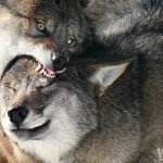 Wolf biting wolf meme