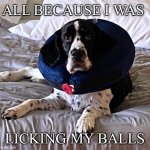 #BERT | ALL BECAUSE I WAS; LICKING MY BALLS | image tagged in bert | made w/ Imgflip meme maker