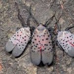 Scheming Lantern Fly