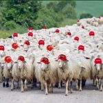 Trump rally sheepies meme