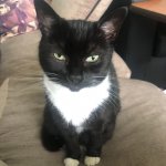 Cat owns the sofa
