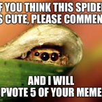 Cute spider | IF YOU THINK THIS SPIDER IS CUTE, PLEASE COMMENT; AND I WILL UPVOTE 5 OF YOUR MEMES | image tagged in peeking jumping spider | made w/ Imgflip meme maker